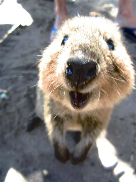 What is a quokka, anyway? Quokka clipart smiling - Pencil and in color quokka ...