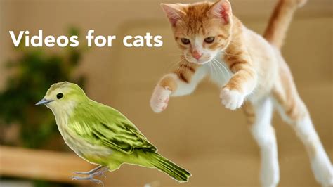 Birds For Cats To Watch Video For Cats Youtube