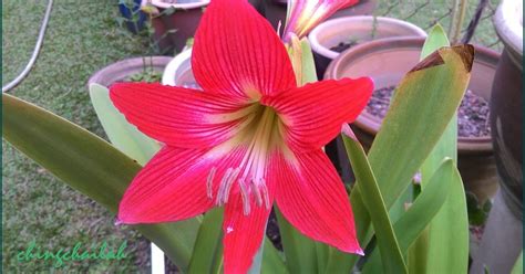 Simple Living In Nancy Growing Red Trumpet Lily Amaryllishippeastrum