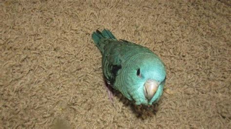 Turquoise Lineolated Parakeet Linnie For Sale In Prineville Oregon