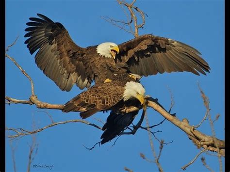 Nest site is usually in tree, often on cliff in west, or on ground on northern islands. Two BALD EAGLES successful mating - Bald Eagle discover ...