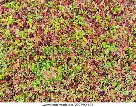 Ground Cover Seamless Texture Tile Plants Stock Photo 2027954192