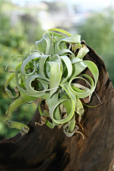 Tillandsia Streptophylla Bromeliaceae Associated With