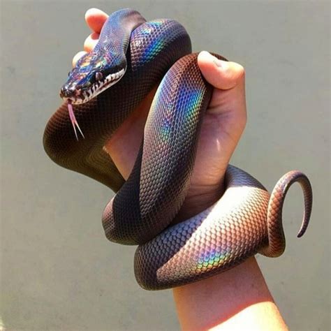 Dinosaur Appreciation Blog — Sixpenceee These Iridescent Snakes Are