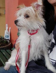 Check them out on our website at keystonepuppies.com/ or contact. Toxirn (Cairn Terrier-Chihuahua Mix) Info, Puppies, Pictures