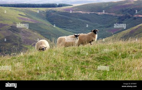 Sheep Farming In The Lammermuir Hills Scottish Borders Stock Photo Alamy