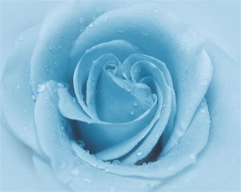 White And Blue Rose Aesthetic References Mdqahtani