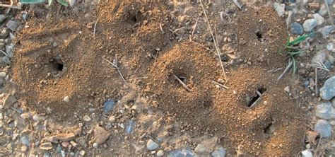 ¿cómo Es Un Hormiguero La Colonia De Las Hormigas