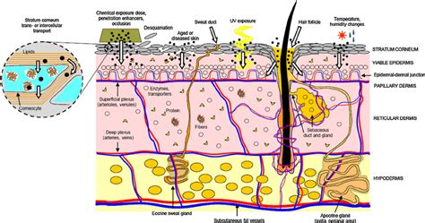 Schematic Overview Of The Skin Layers And The Vascular Network In Human