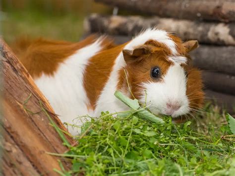 Do Guinea Pigs Have Rabies Everything You Need To Know About Rabies In