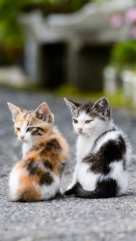 Two Very Cute Cats Android Wallpaper Android Hd Wallpapers