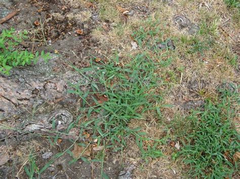 In its optimal growing zones, this tough grass can deliver a beautiful, dense lawn with very little input from you. Crabgrass Control