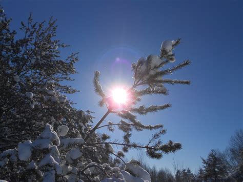 Winter sun through tree taken in America taken by Tabitha 
