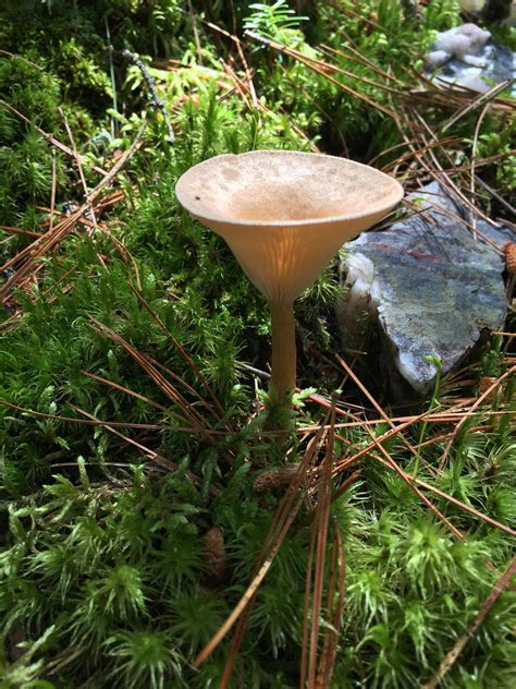 Northern Minnesota Mushroom Mycology