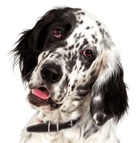 Almost ready to be taken home! Tri Color English Setter Puppies For Sale ...