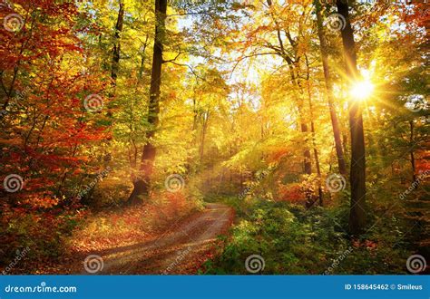 Colorful Autumn Forest Stock Photo Image Of Gold Inspiring 158645462