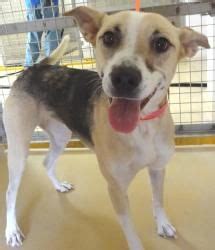 Beautiful coats, disposition, and conformation. VICKY is an adoptable German Shepherd Dog Dog in El Paso, TX. This girl is so happy and ...