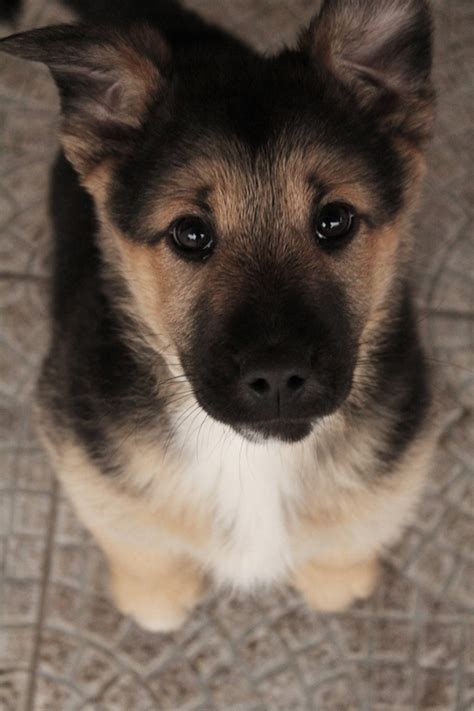 Cute Puppy Of German Shepherd Annie Many