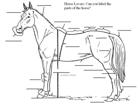 Free Printable Horse Anatomy Worksheets Thekidsworksheet Anatomy