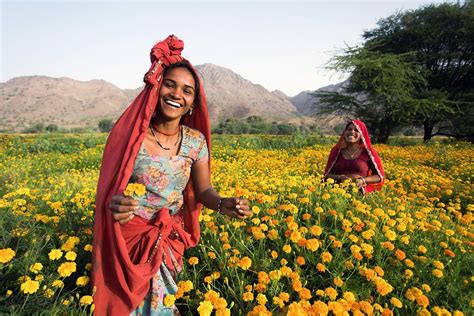 Happy Women Working In The Beautiful Flower Fields That Surround Amba Village Rajasthan India