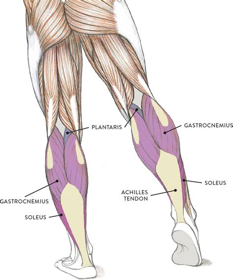 Leg Muscles Anatomy Leg Muscles Diagram Muscle Diagram My Xxx Hot Girl