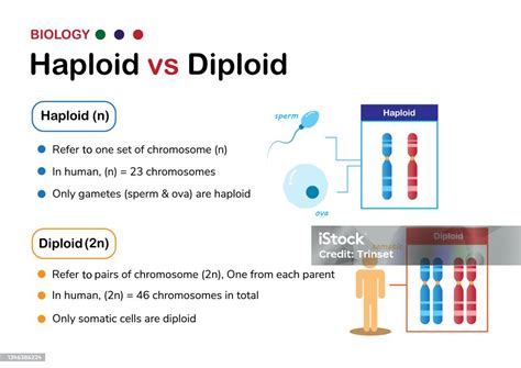 Biology Diagram Explaining The Difference Between Haploid And Diploid Stock Illustration