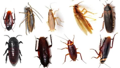 9 Common Types Of Cockroaches Species In The US Identification Tips 2022