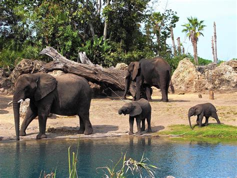20 Things You May Not Know About Disneys Animal Kingdom Which Turns