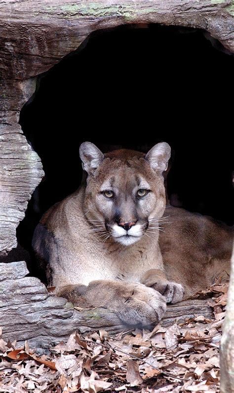 Eastern Cougar Declared Officially Extinct The News Of