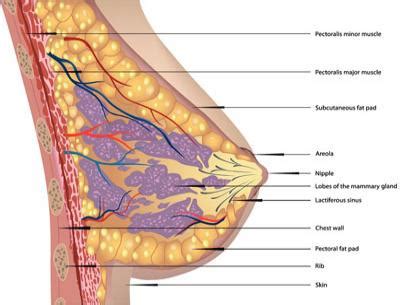 Downloads diagram diagram diagram definition diagram of the heart diagram maker diagramming software diagrama diagramming diagram of the a chest diagram is commonly accustomed to troubleshoot problems and to make certain that many of the connections are already produced which. Normal Breast Tissue » Canterbury Breastcare