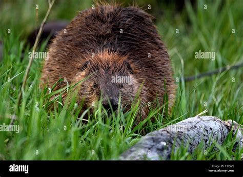 A Large Beaver Peeking Through The Green Grass Stock Photo Alamy
