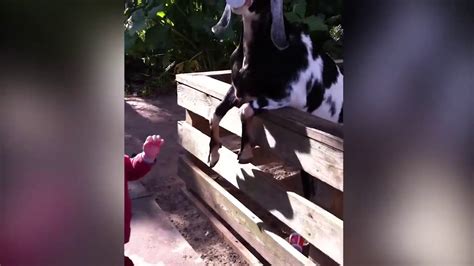 Funny Animals And Kids Funny Video Animals Pet Fail Zoo Youtube