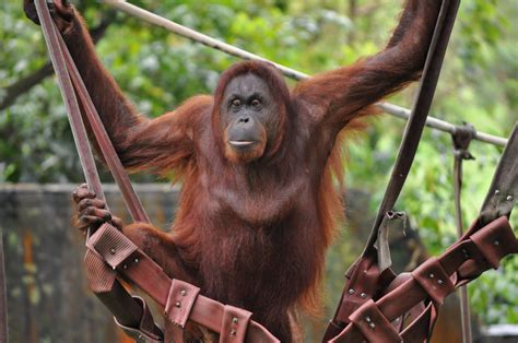 The negara zoo of malaysia houses a male (teriang) and two female (siti and sibol) asian elephants. Zoo Negara, Kuala Lumpur | Easybook