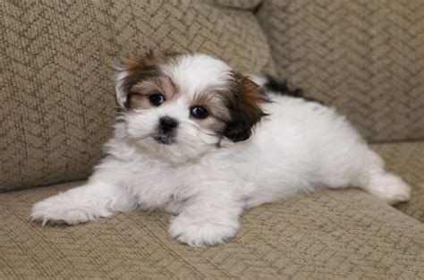 A crate, a dog bed, or a quiet place in the house where he can. Maltese Shih Tzu Adult - Best porno