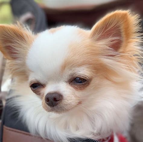 Fluffy Chihuahua Dog Chiwawa Dog Pets Lovers