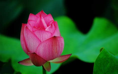 Lotus Flower Pink Hd Flowers 4k Wallpapers Images Backgrounds