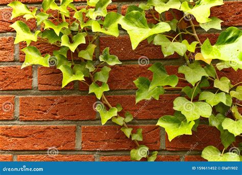 Lime Green Ivy Plant On Red Brick Wall Stock Photo Image Of Creeper