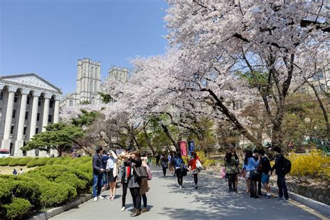 Cherry Blossom Festival Jeju 2019