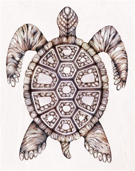 Awesome Turtle Drawings Designs Images Turtle Drawing Turtle Art