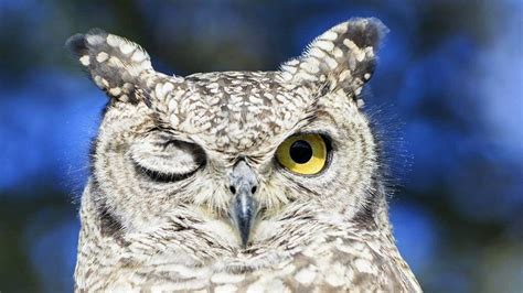 13 Superb Owl Pictures That Are Truly Magnificent Howstuffworks