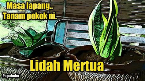 Tanaman lidah mertua lidah mertua cocok ditanam olehmu yang malas menyiram tanaman tiap hari. Tanam Pokok Lidah Mertua - Terapi Minda - YouTube