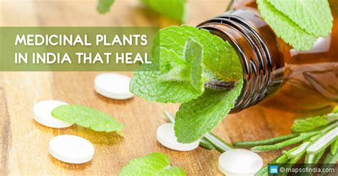 8 Medicinal Plants In India You Can Use To Benefit Your Health India