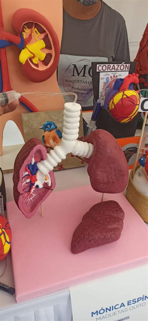 Maqueta Pulmones 3D Maqueta Del Aparato Respiratorio Maquetas De