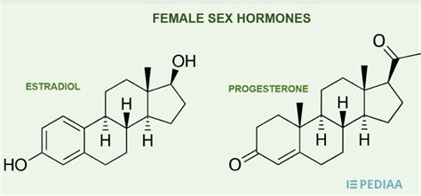 Difference Between Estrogen And Progesterone Definition Production