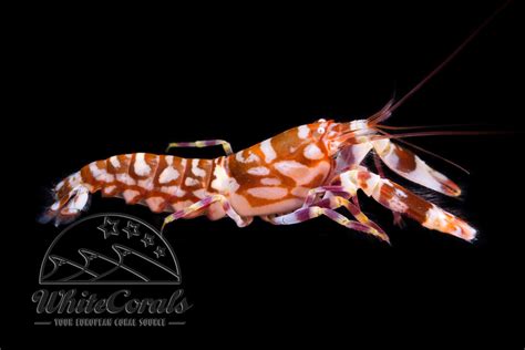 Alpheus Bellulus Tiger Pistol Shrimp Buy Online