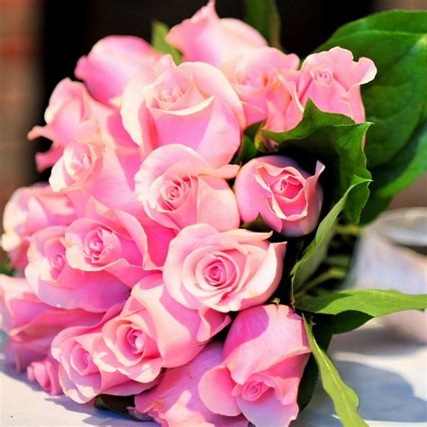 Most Beautiful Pink Flowers Wallpapers Top Free Most Beautiful Pink