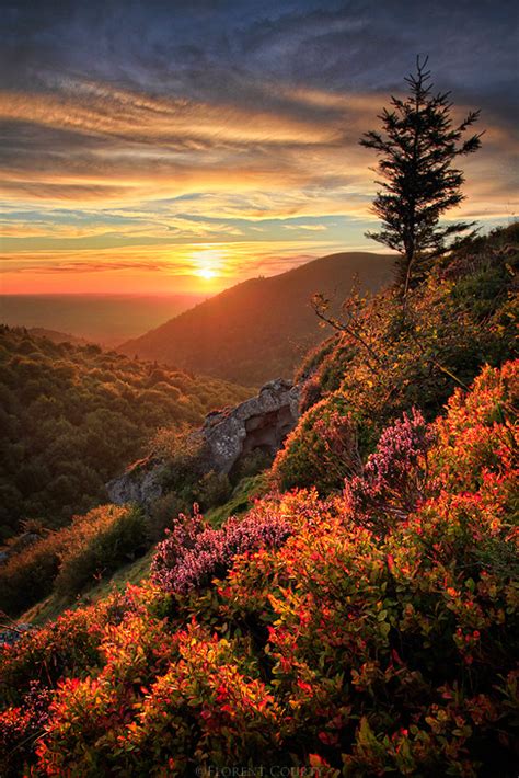 Landscape Trees Flowers Nature Forest Sunset Mountain