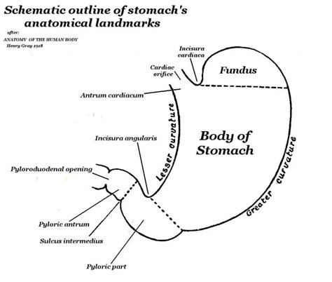 Anatomy Of The Stoamch Features Blood Supply And Nerve Supply