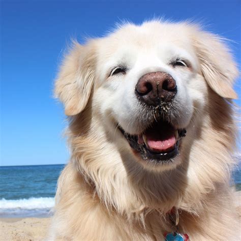 There has to be a good reason why people from ct and all over the country are looking for purebred golden retrievers. Golden Retriever Breeders & Puppies For Sale In California