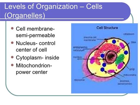 Cells And Levels Of Organization
